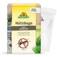 Insectes utiles contre les fourmis