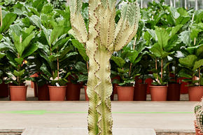 Euphorbe Cowboy 'Marmorata'