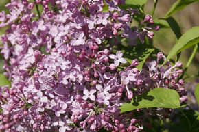 Syringa, lilas jacinthe Asessippie