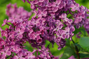 Syringa, lilas � fleurs de jacinthe Pocahontas