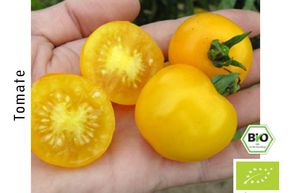 Tomate cocktail Dorada BIO