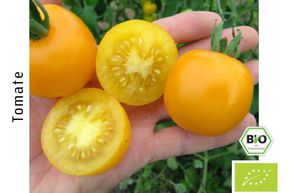 Tomate cocktail Clou BIO
