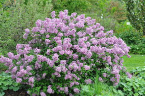 Lilas nain 'Lillifee'
