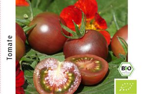 Tomate cocktail Black Cherry BIO