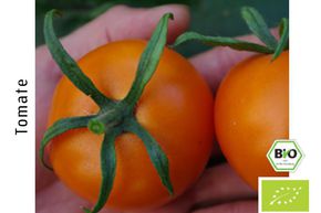 Tomate � salade Auriga (Orange) BIO