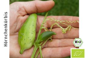 Cyclanthere, courge cornue BIO
