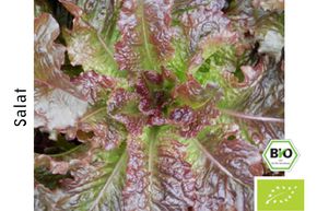 Salade � tondre Redbone BIO