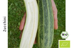 Courgette Cocozelle de Tripolis BIO