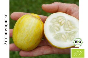 Concombre citron Lemon BIO