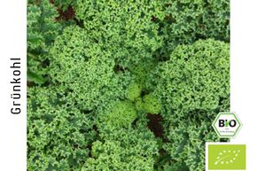 Chou fris� vert bas BIO