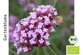 Verveine de Buenos Aires BIO