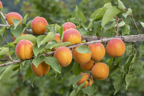 Abricot 'Elsa'�