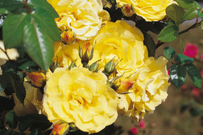 Rosier arbustif 'Lichtk�nigin Lucia�'