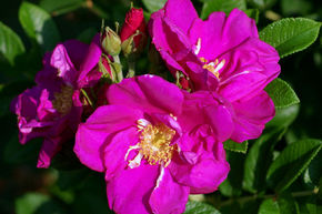 Rosier 'Rotes Meer'