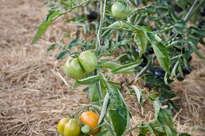 Tomate � chair Oaxacan Jewel BIO