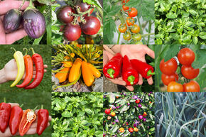 Kit d'autonomie pour potager 'Ratatouille en bacs sur�lev�s'