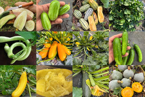 Kit d'autonomie pour potager 'Magnifiques cucurbitac�es'