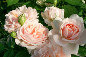 Rosier 'Garden of Roses�'