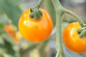 Tomate Gourmet 'Honeycomb'