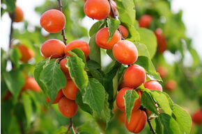 Abricot 'Mia'�