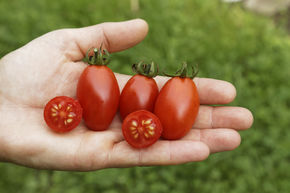 Tomate cocktail Celsior BIO