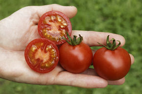 Tomate de plein champ Vivaroma BIO