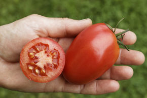 Tomate � salade Zorarot (Zora rouge) BIO