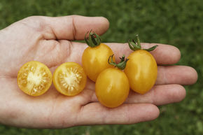 Tomate cocktail Slivovidnij BIO