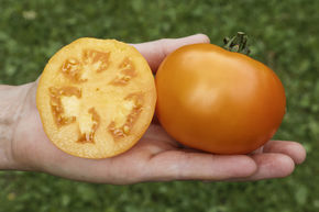 Tomate charnue Mandaline (anciennement Mandarine) BIO