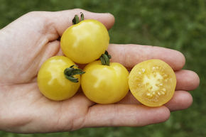 Tomate cocktail raisin citron BIO