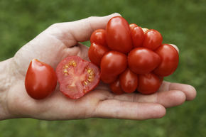 Tomate de voyage Voyage BIO