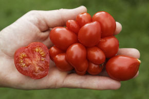 Tomate de voyage 'Voyage'