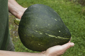 Courge Green Jugin BIO