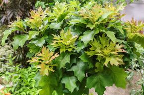 Ch�ne des marais 'Green Dwarf'