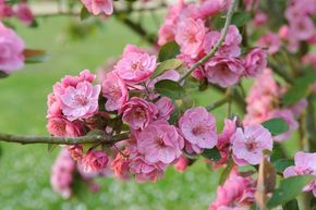 Pommier d'ornement 'Brandy Magic'