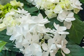 Hortensia blanc 'Coco�'