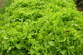 Salade � tondre Salad Bowl BIO