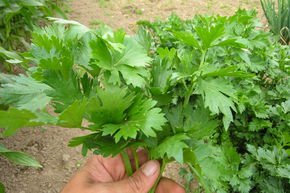 C�leri � tondre, aromatique BIO