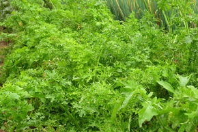 Laitue asiatique Feathergreen BIO