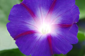 Liseron color� BIO