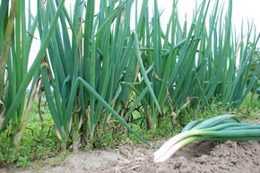 Oignon perp�tuel (oignon de printemps) BIO
