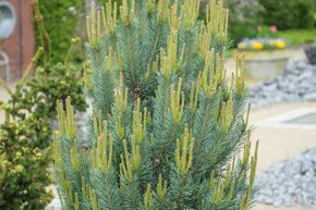 Pin sylvestre 'Watereri'
