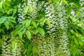 Glycine de Chine 'Alba'