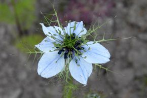 Nigelle de Damas Oxford Blue BIO