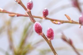 Saule japonais � chatons roses 'Mount Aso'