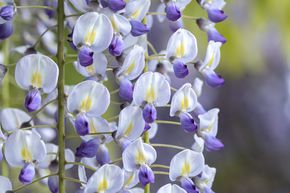 Glycine du Japon 'Macrobotrys'