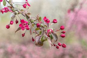 Pommier d'ornement 'Coccinella'