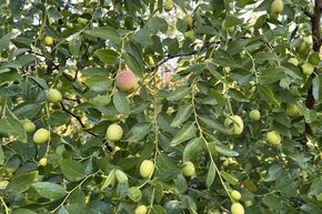 Jujubier 'Coco' (dattes chinoises)