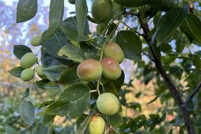 Jujubier 'Black Sea' (dattes chinoises)