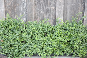 Fusain rampant 'Minimus' (lot de 6)